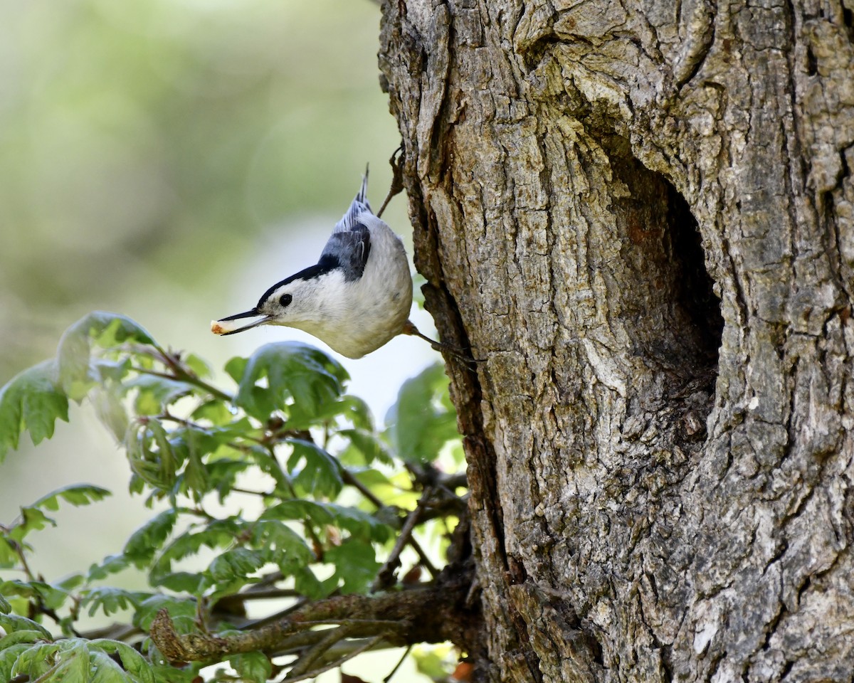 White-breasted Nuthatch - ML618701667