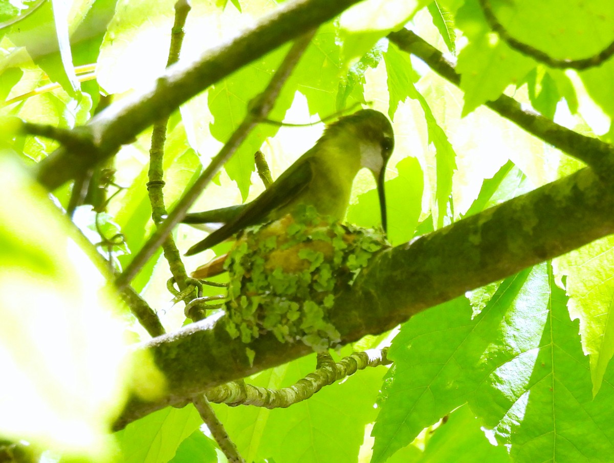 Ruby-throated Hummingbird - ML618701740