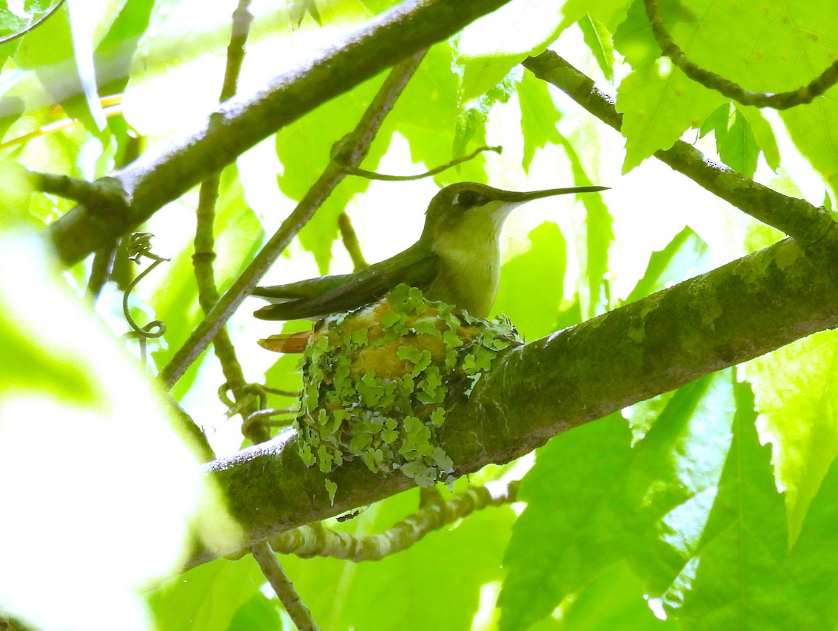 Ruby-throated Hummingbird - ML618701741