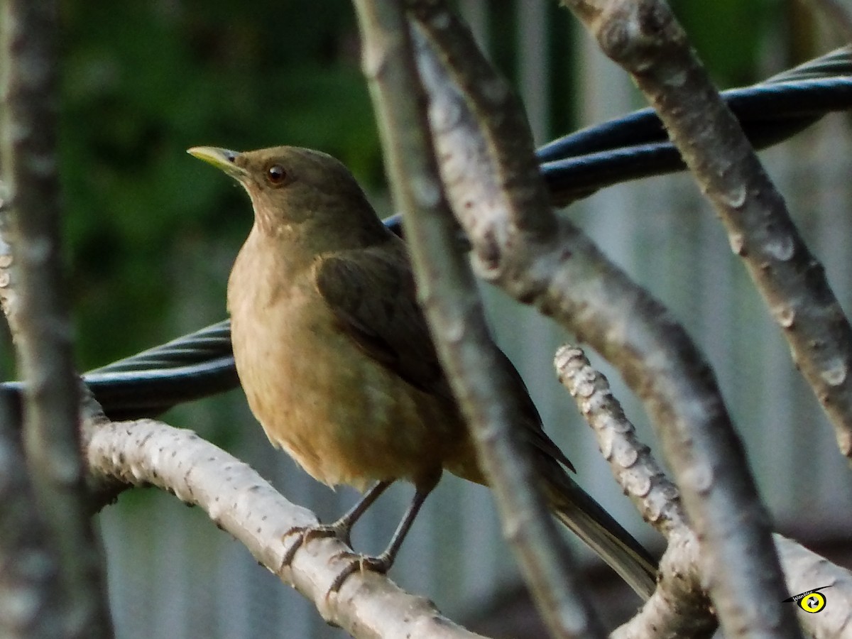 Clay-colored Thrush - Christophe Lecocq