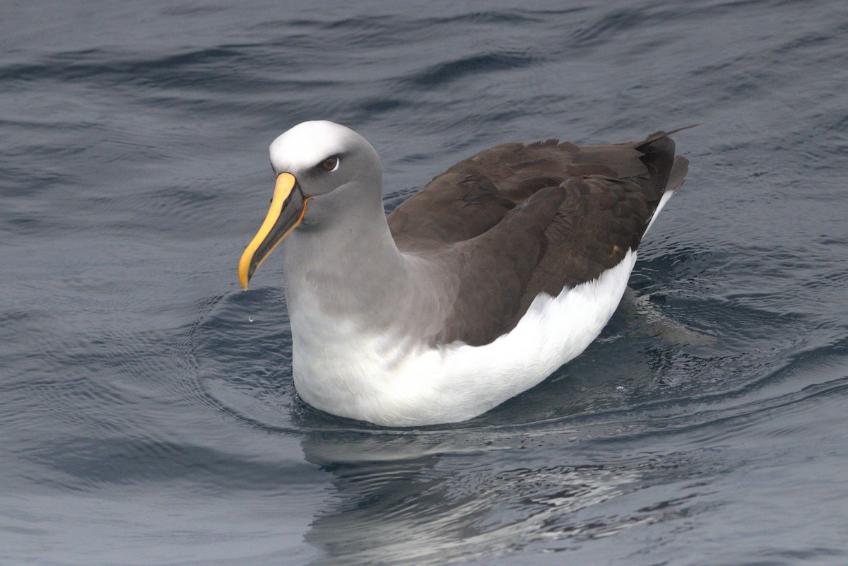 Buller's Albatross - ML618701763