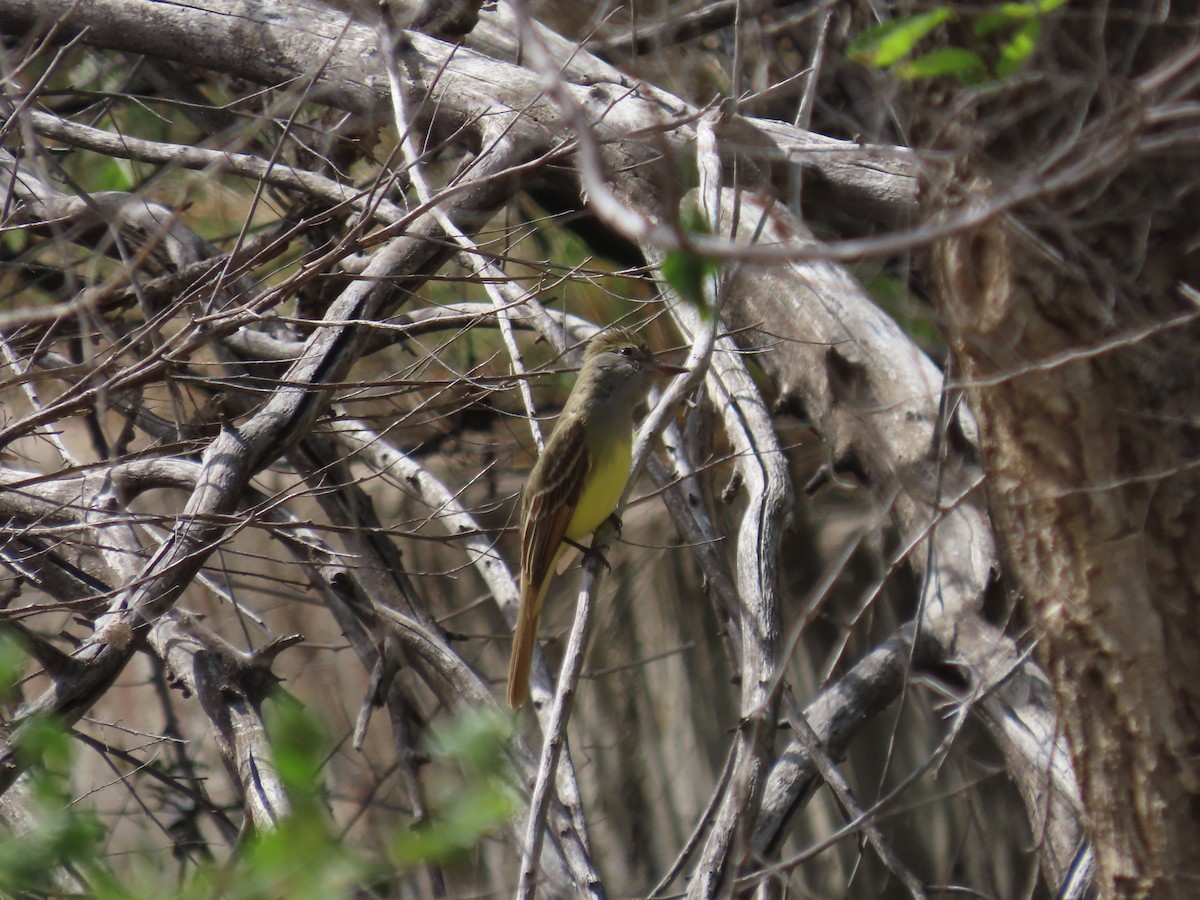 Great Crested Flycatcher - ML618701793