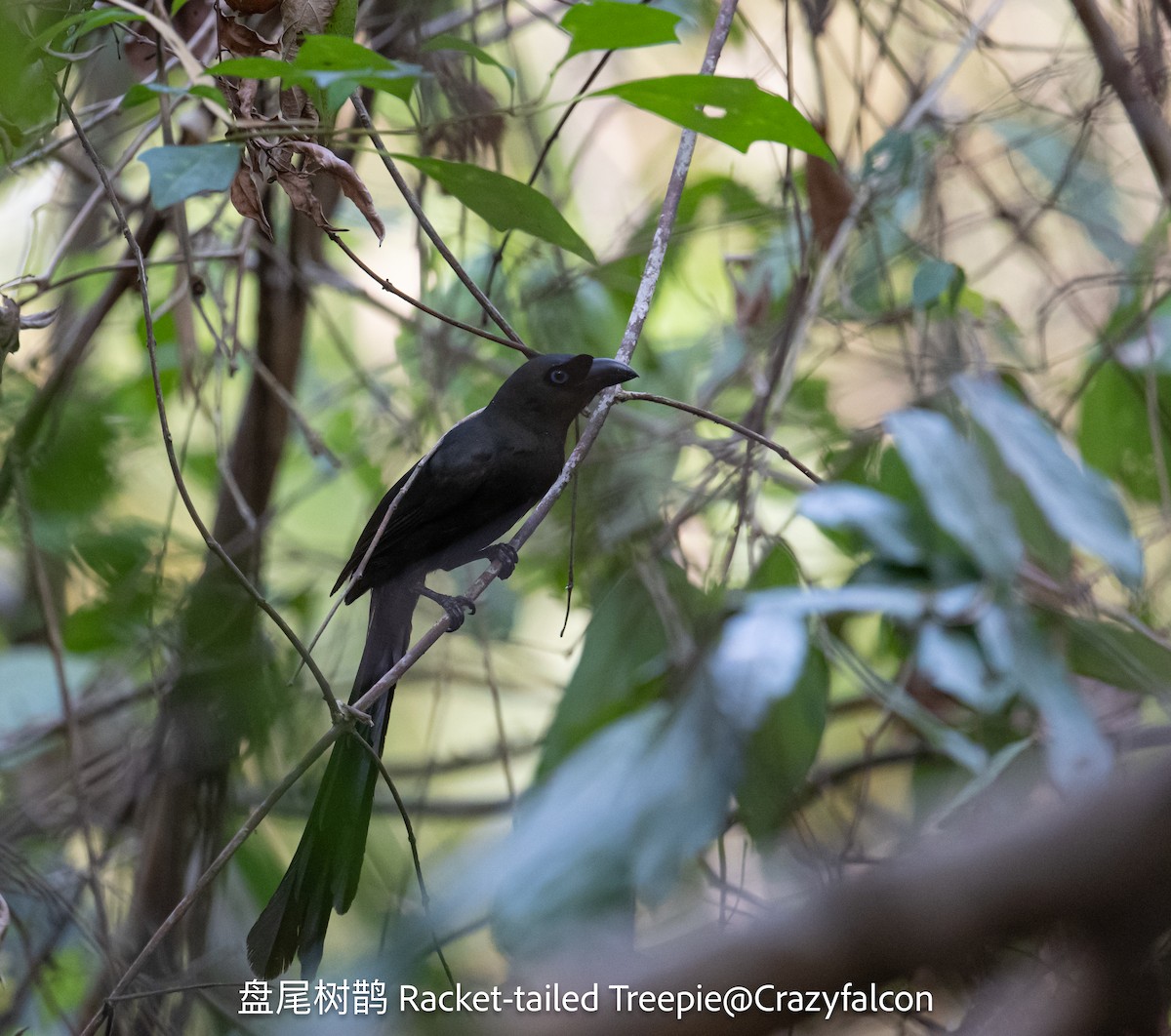 Racket-tailed Treepie - Qiang Zeng