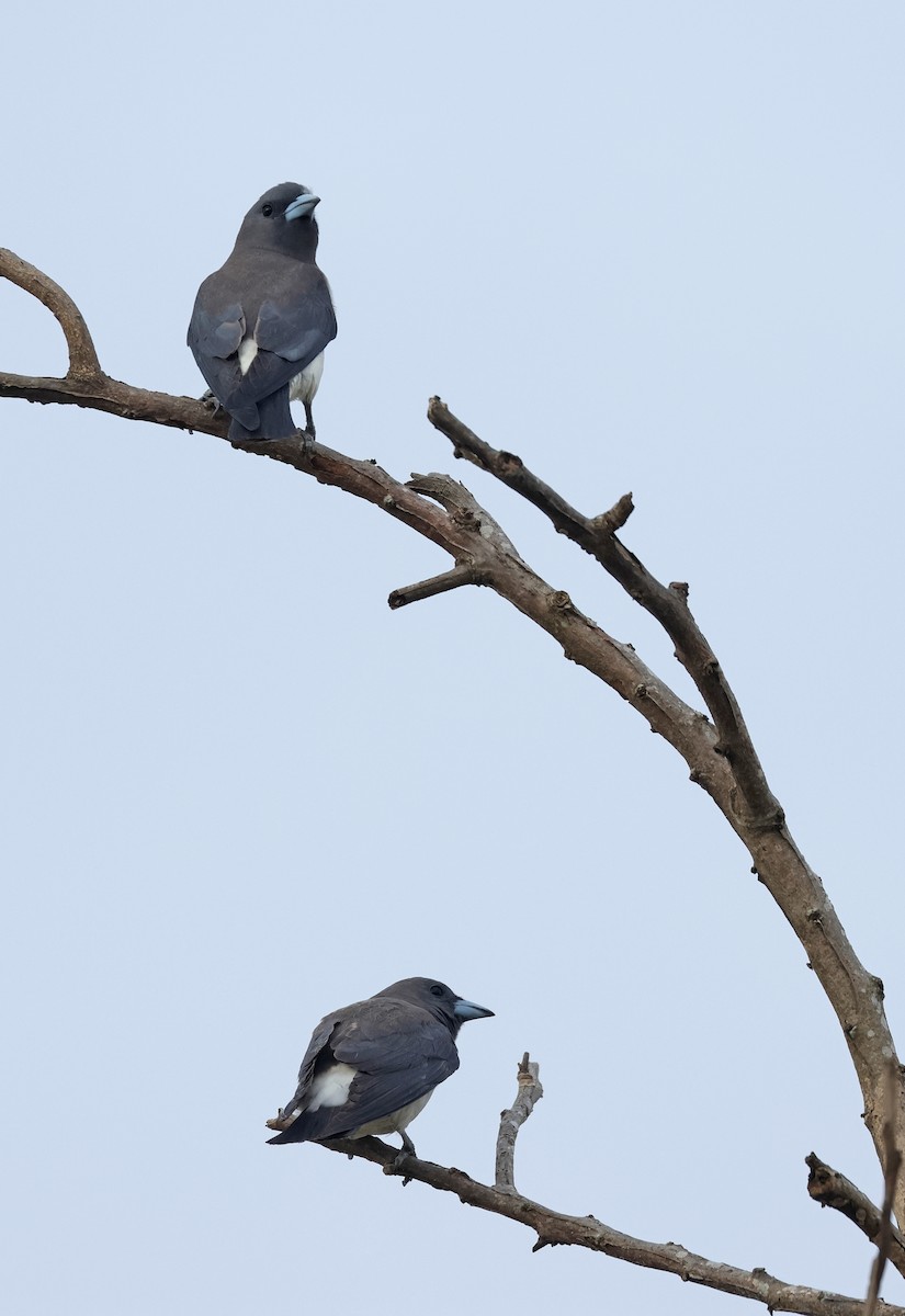 White-breasted Woodswallow - ML618701804