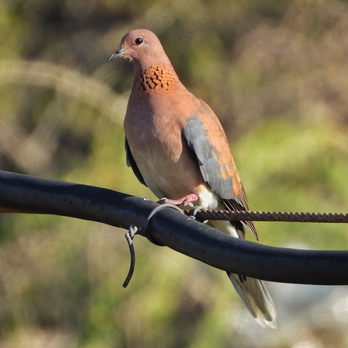 Laughing Dove - ML618701805