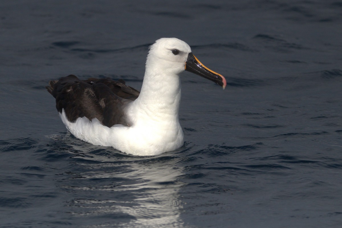 Indian Yellow-nosed Albatross - ML618701809