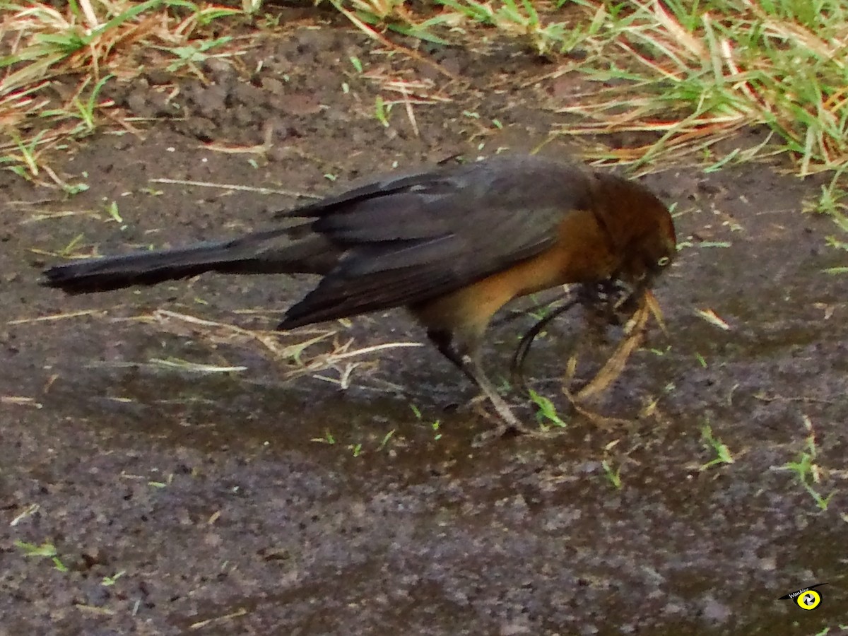 Great-tailed Grackle - ML618701816