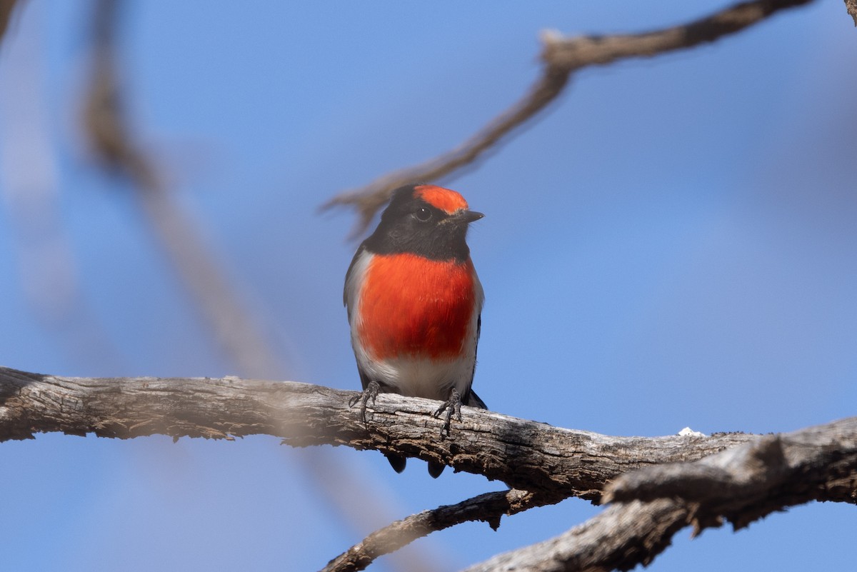 Red-capped Robin - ML618701928