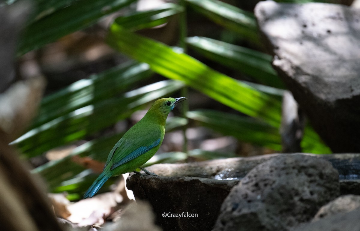 Blue-winged Leafbird - ML618701929