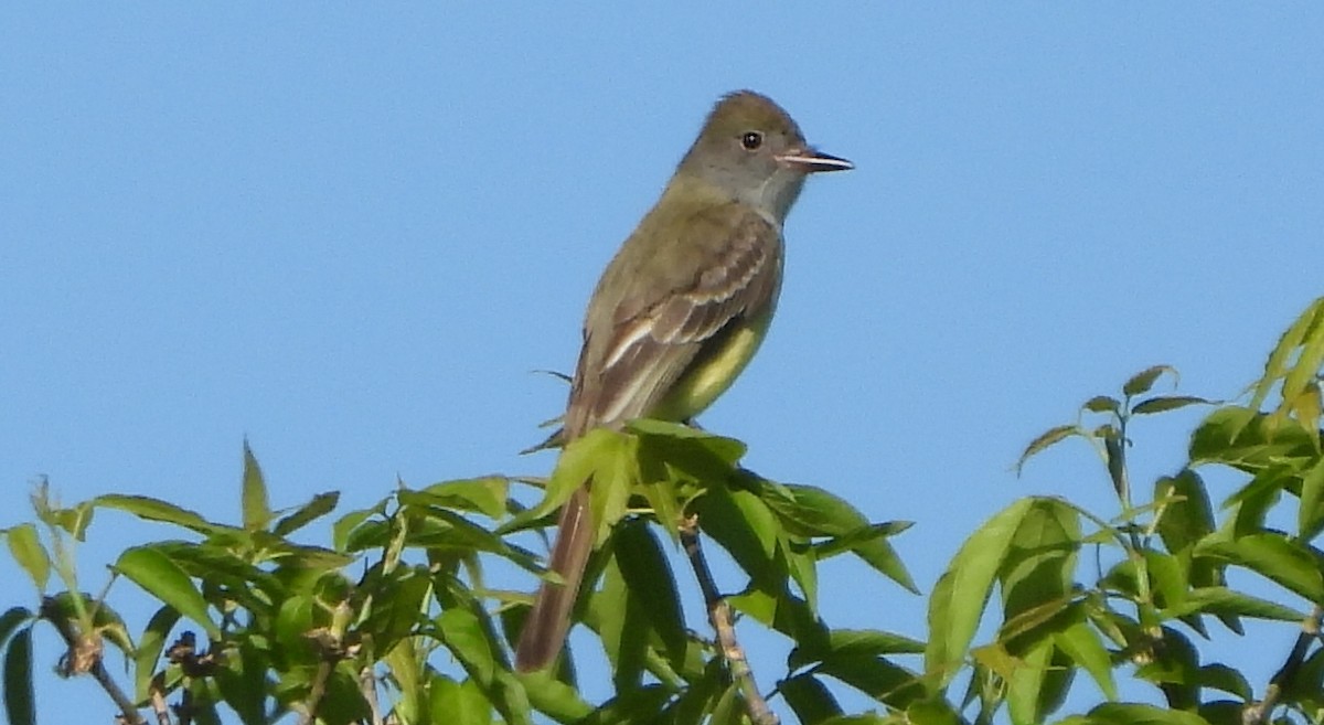 Great Crested Flycatcher - ML618701932