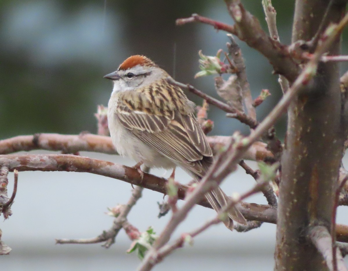 Chipping Sparrow - ML618701957