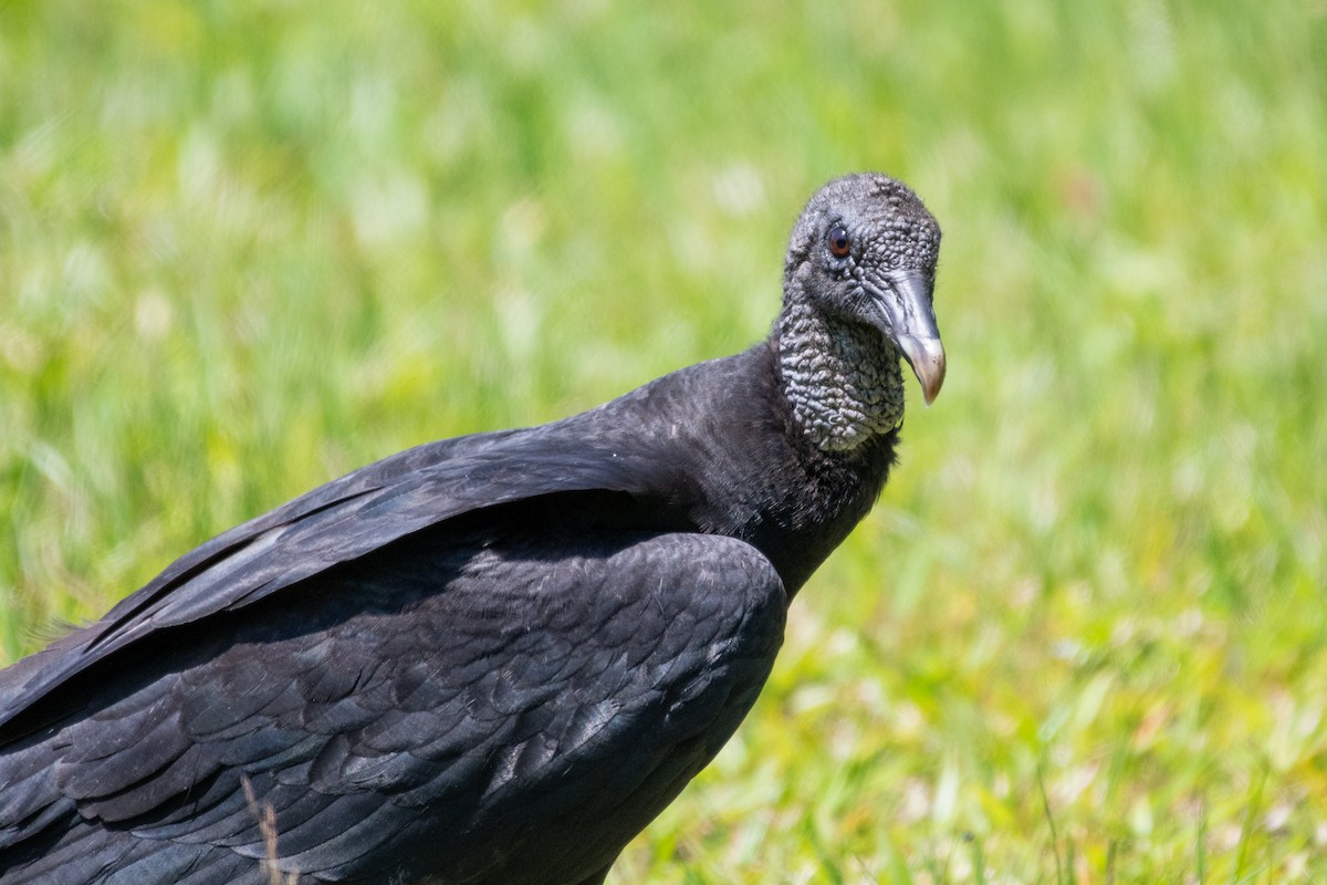 Black Vulture - Isaac Boardman