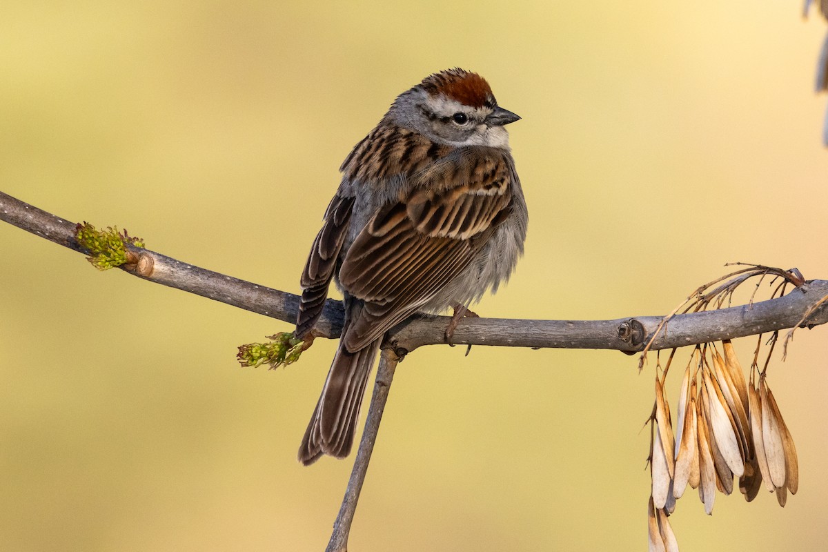 Chipping Sparrow - ML618701965