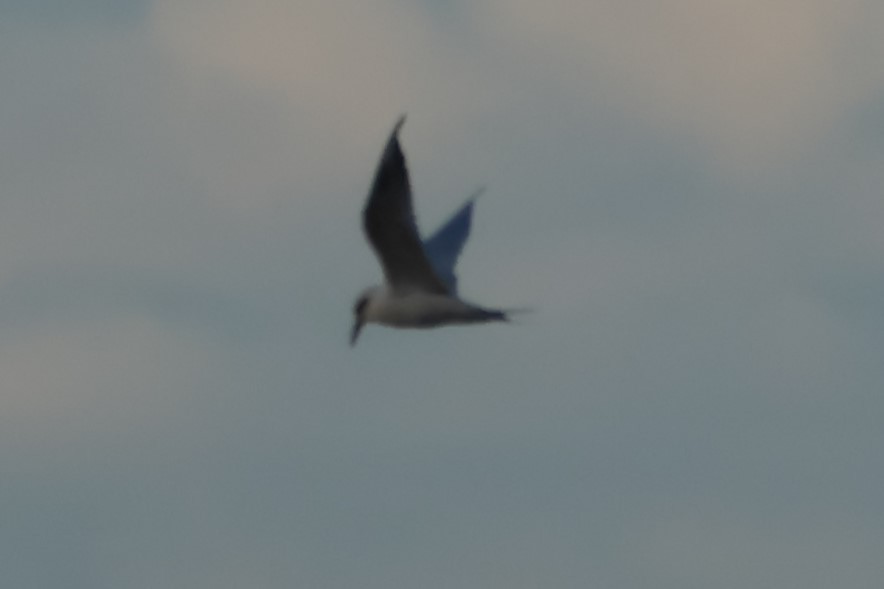 Snowy-crowned Tern - ML618701995