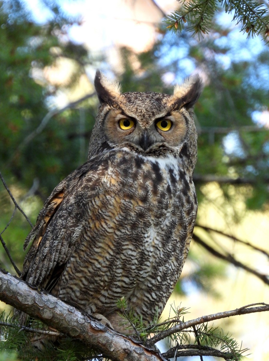 Great Horned Owl - ML618702011