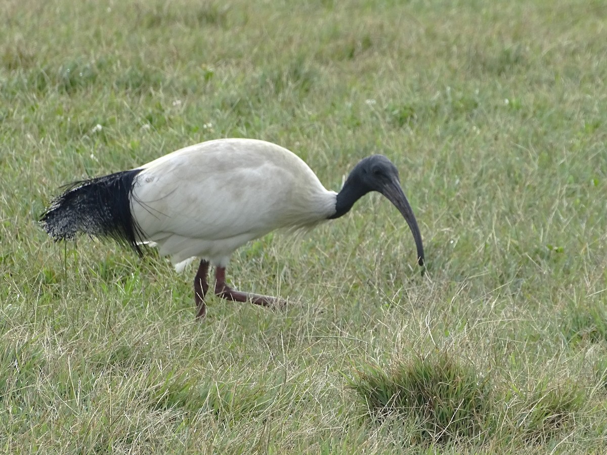 ibis australský - ML618702023