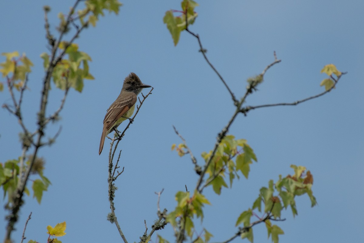 Great Crested Flycatcher - ML618702029