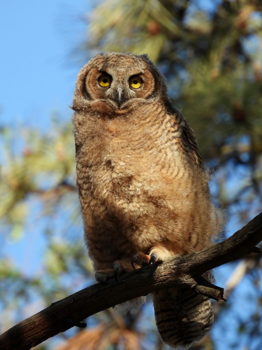Great Horned Owl - ML618702034