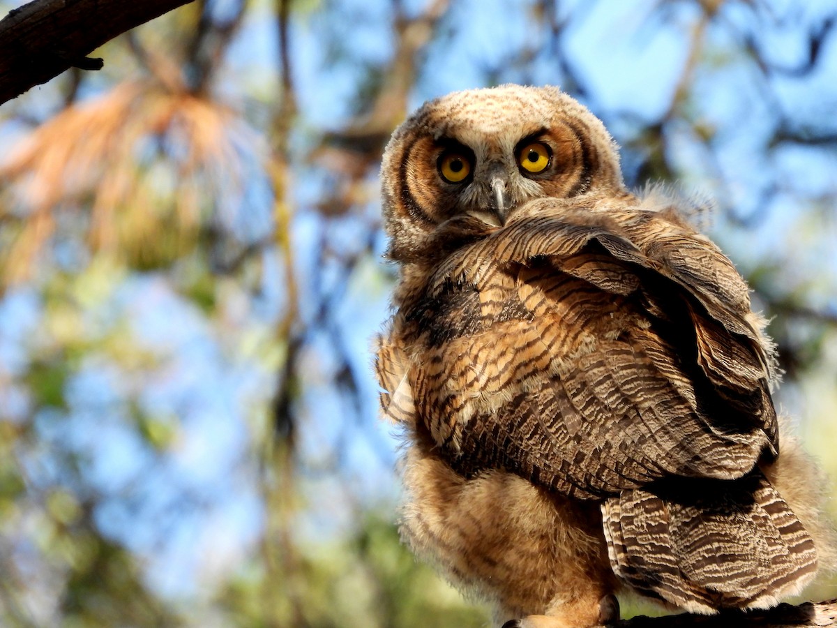 Great Horned Owl - ML618702044