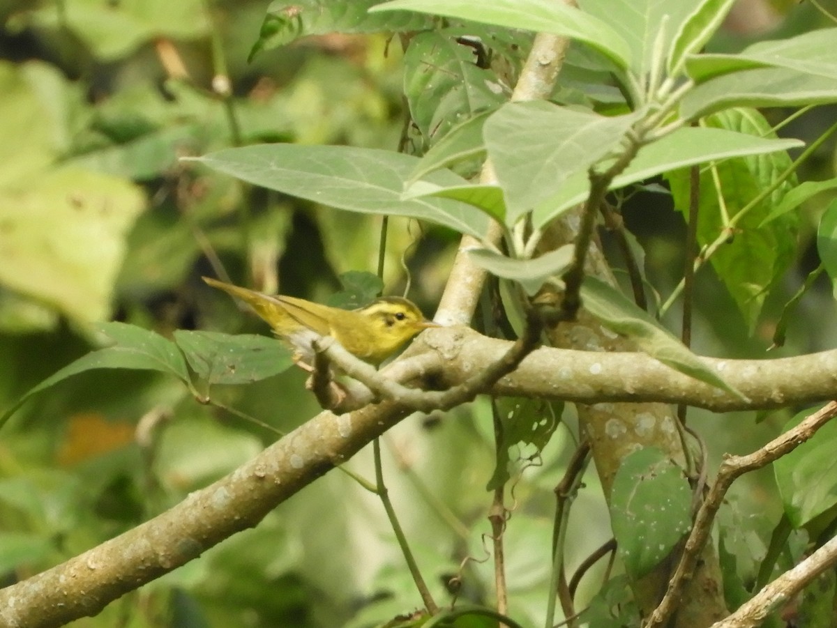 Yellow-vented Warbler - ML618702079