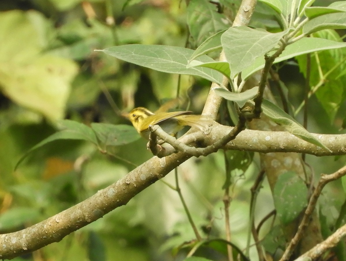 Yellow-vented Warbler - ML618702080