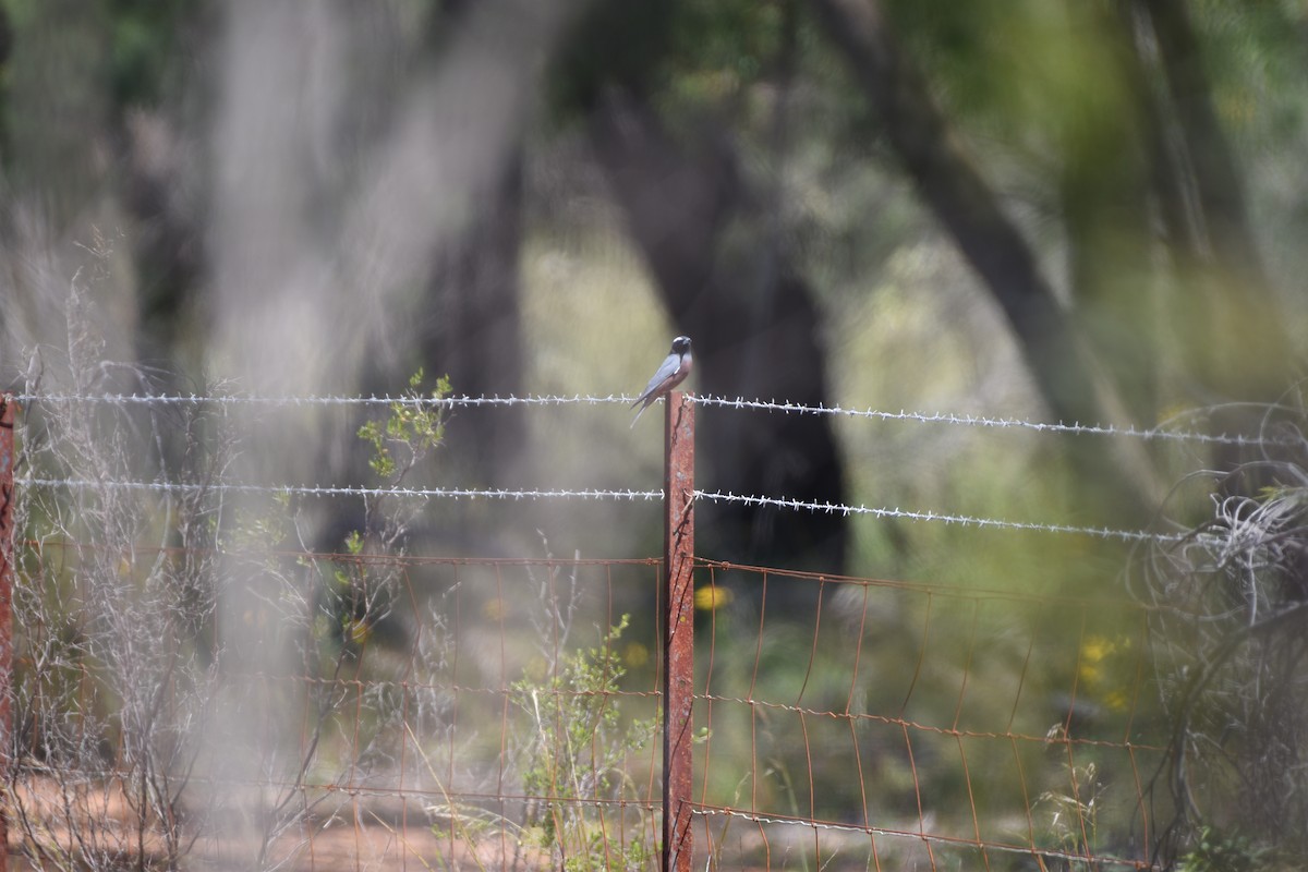 White-browed Woodswallow - ML618702097