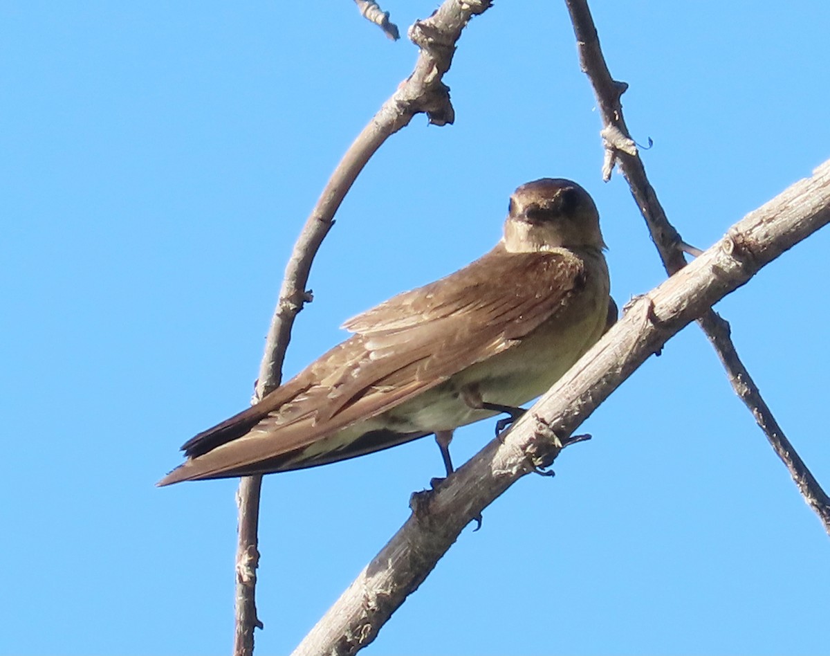 Northern Rough-winged Swallow - ML618702098