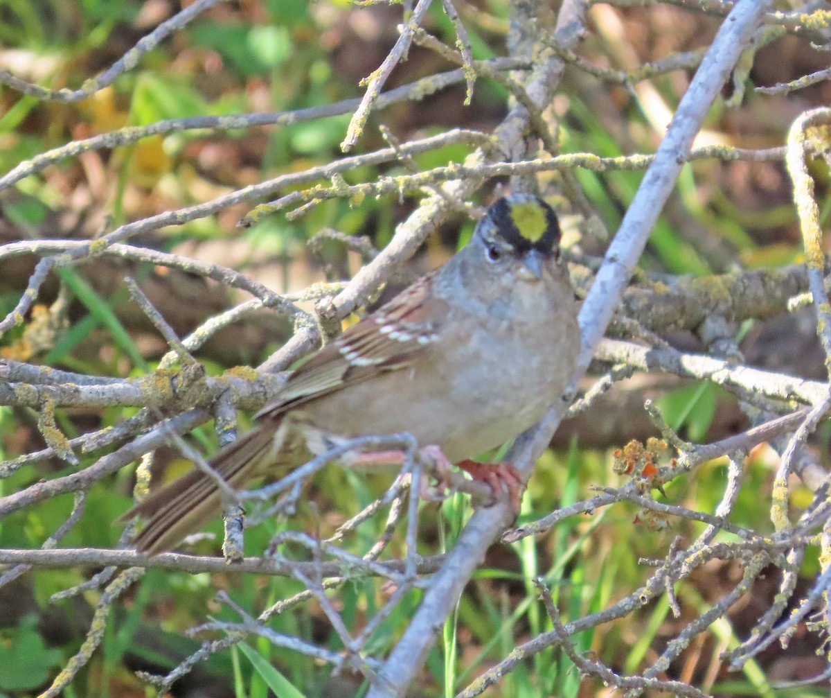 Golden-crowned Sparrow - ML618702112