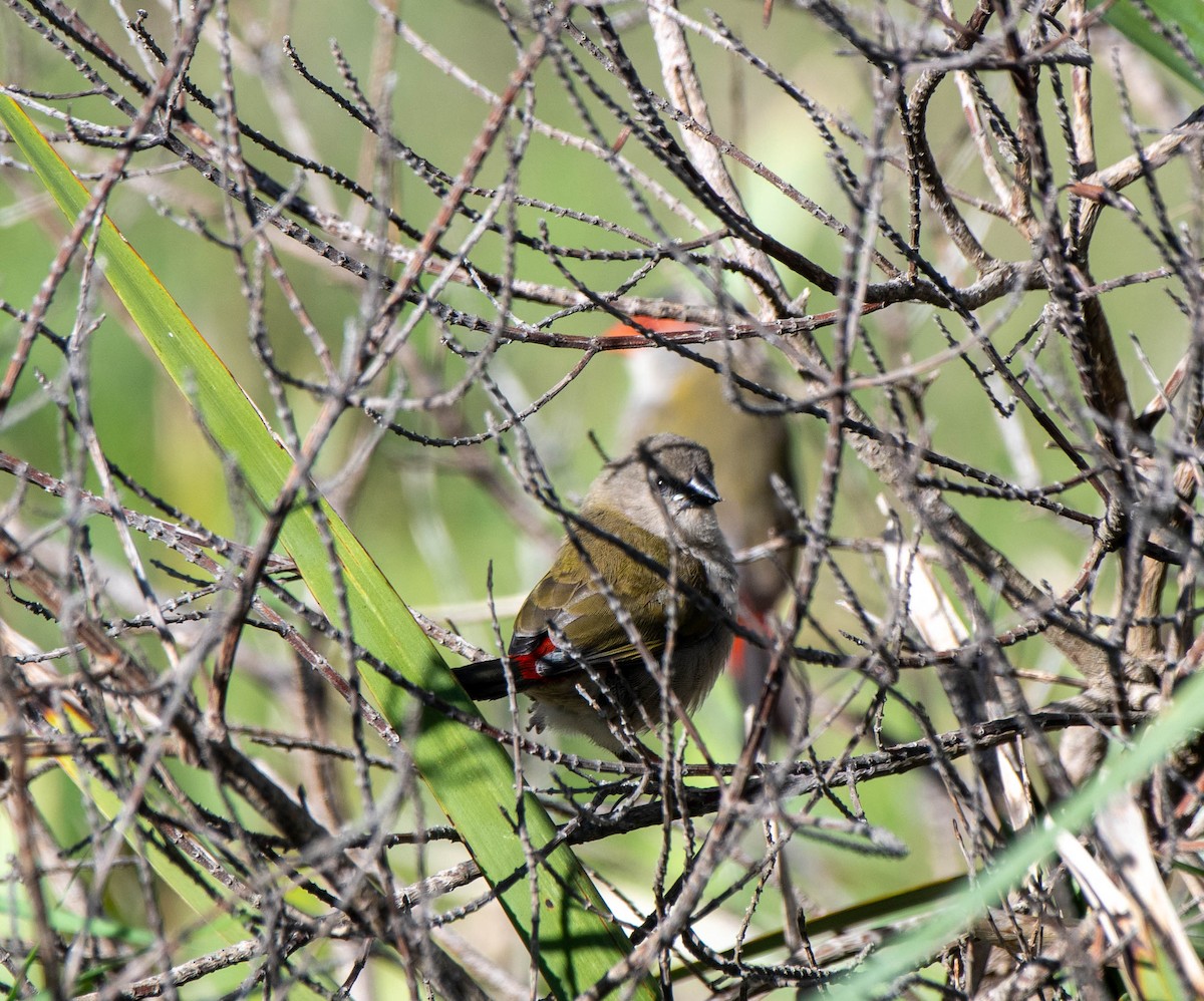 Red-browed Firetail - ML618702180