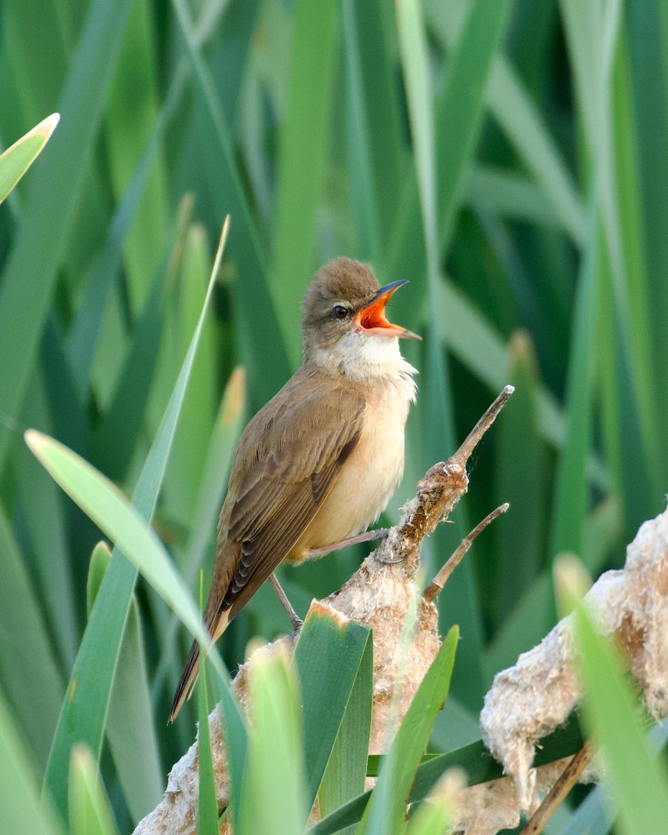 Common Reed Warbler - ML618702191