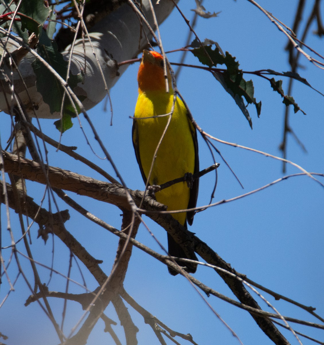Western Tanager - ML618702223
