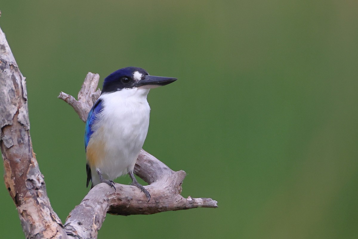 Forest Kingfisher - ML618702256