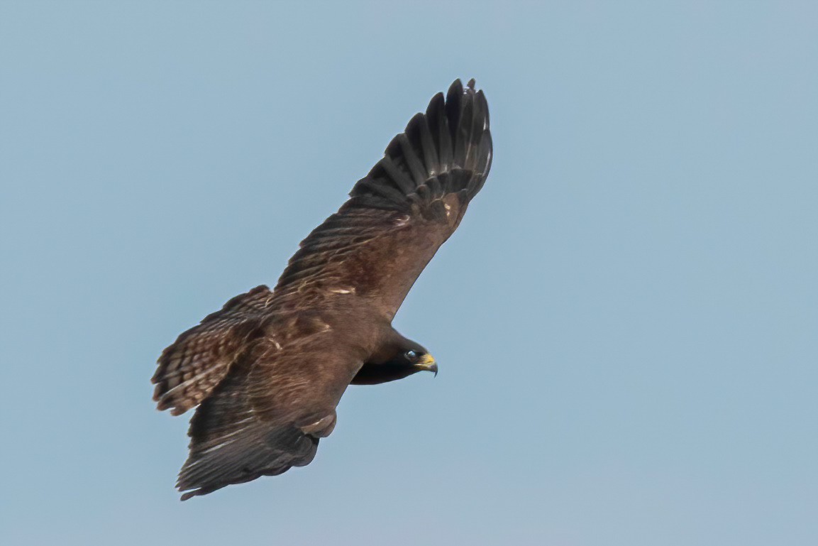 Short-tailed Hawk - ML618702259