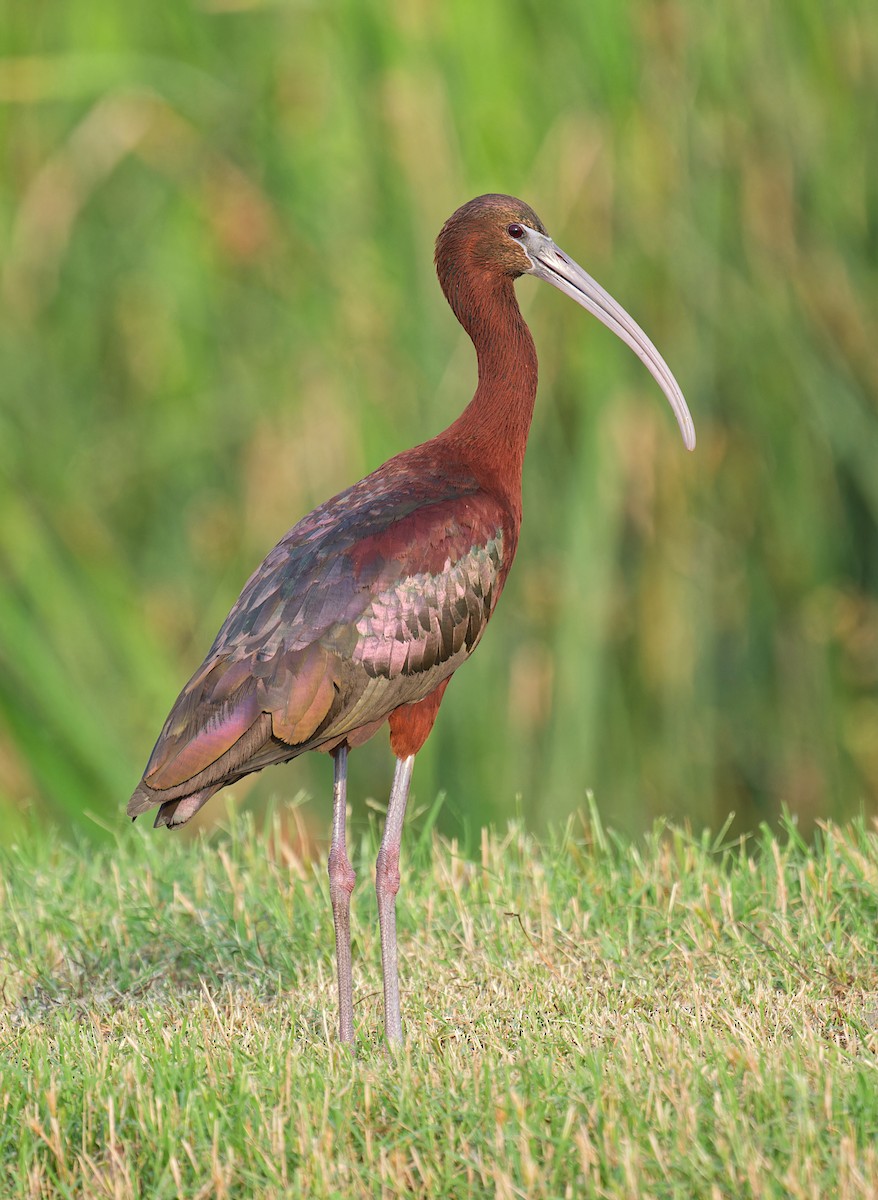ibis hnědý - ML618702263