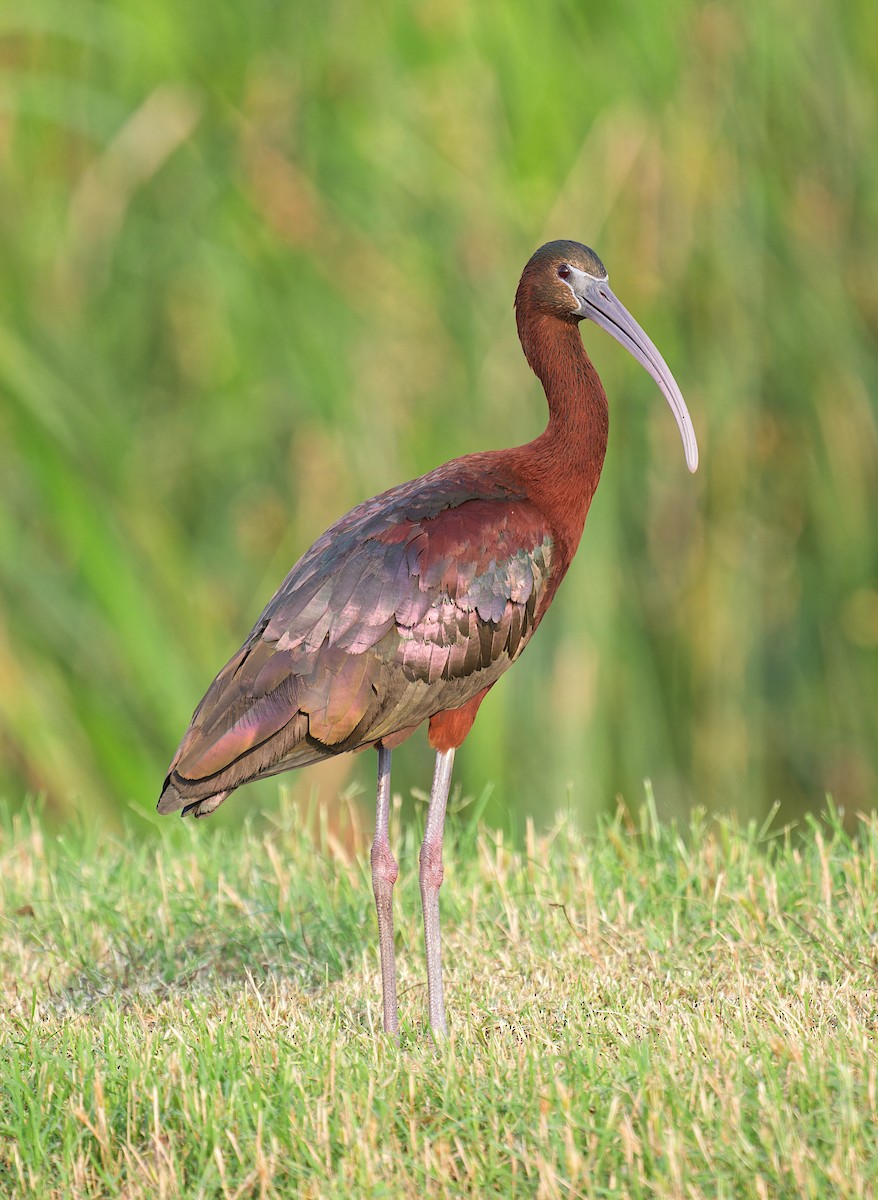ibis hnědý - ML618702264