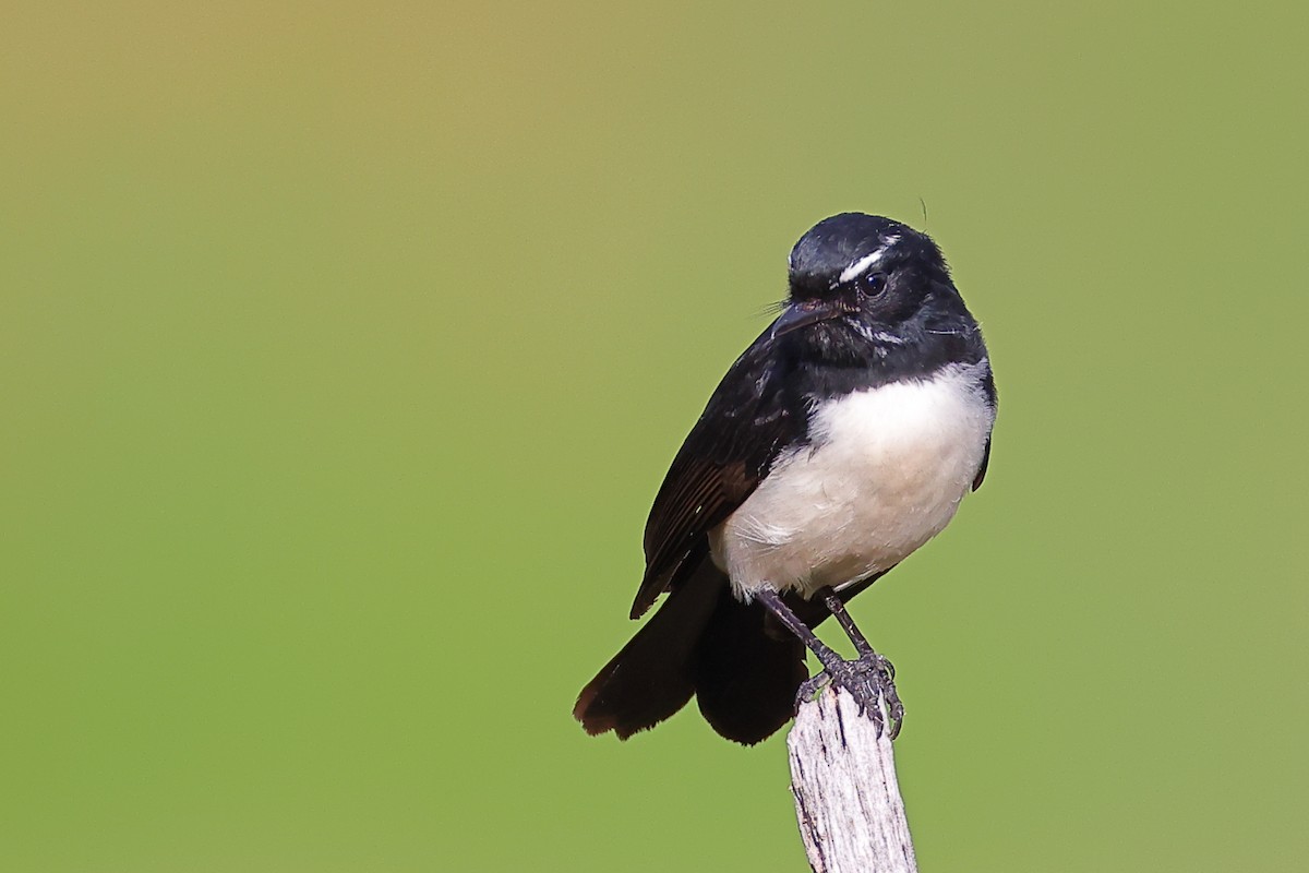 Willie-wagtail - ML618702265