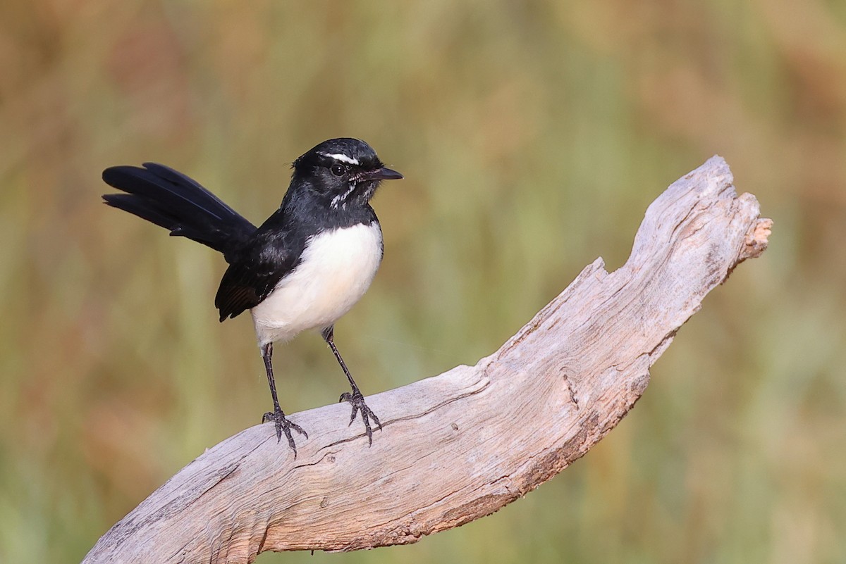 Willie-wagtail - ML618702266