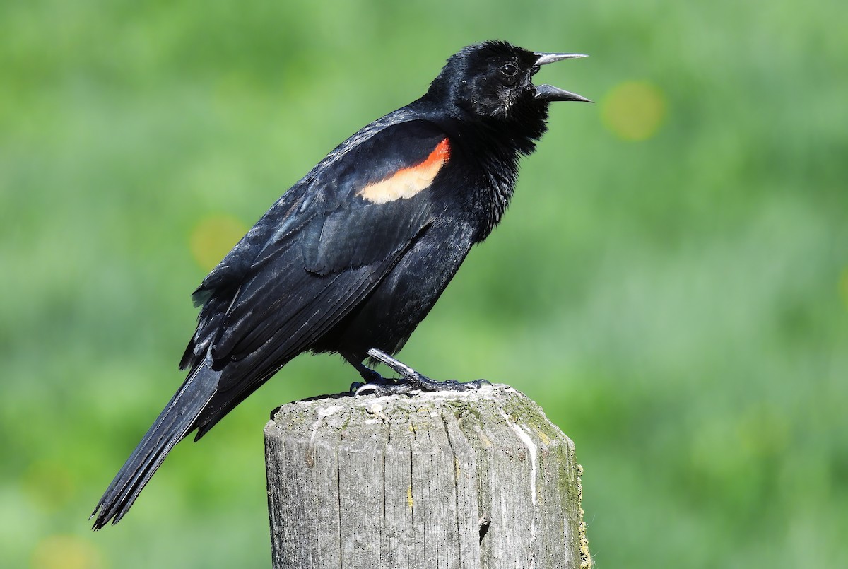 Red-winged Blackbird - ML618702317