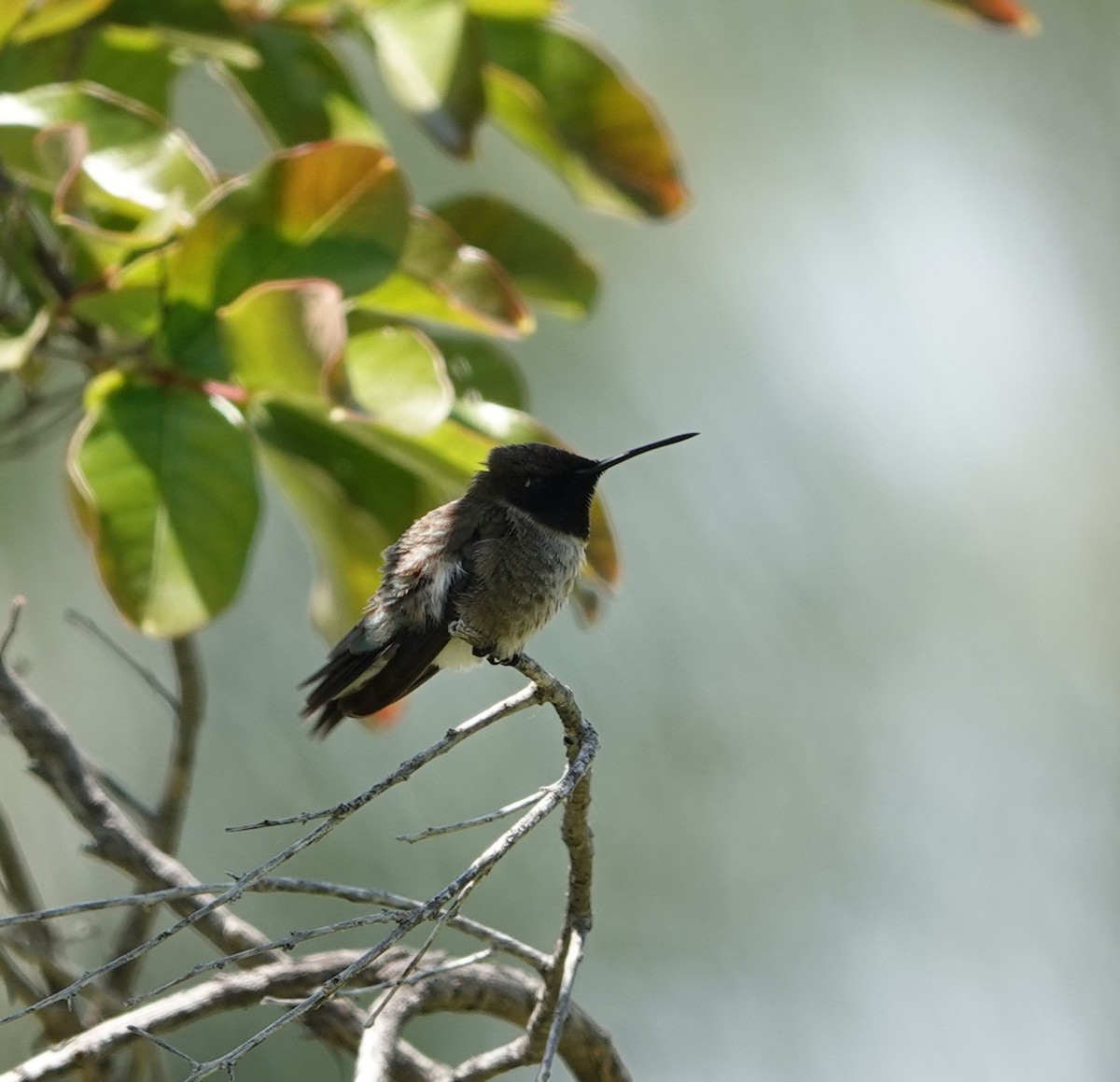 Black-chinned Hummingbird - ML618702322
