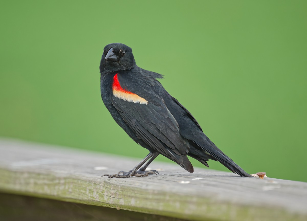 Red-winged Blackbird - ML618702329