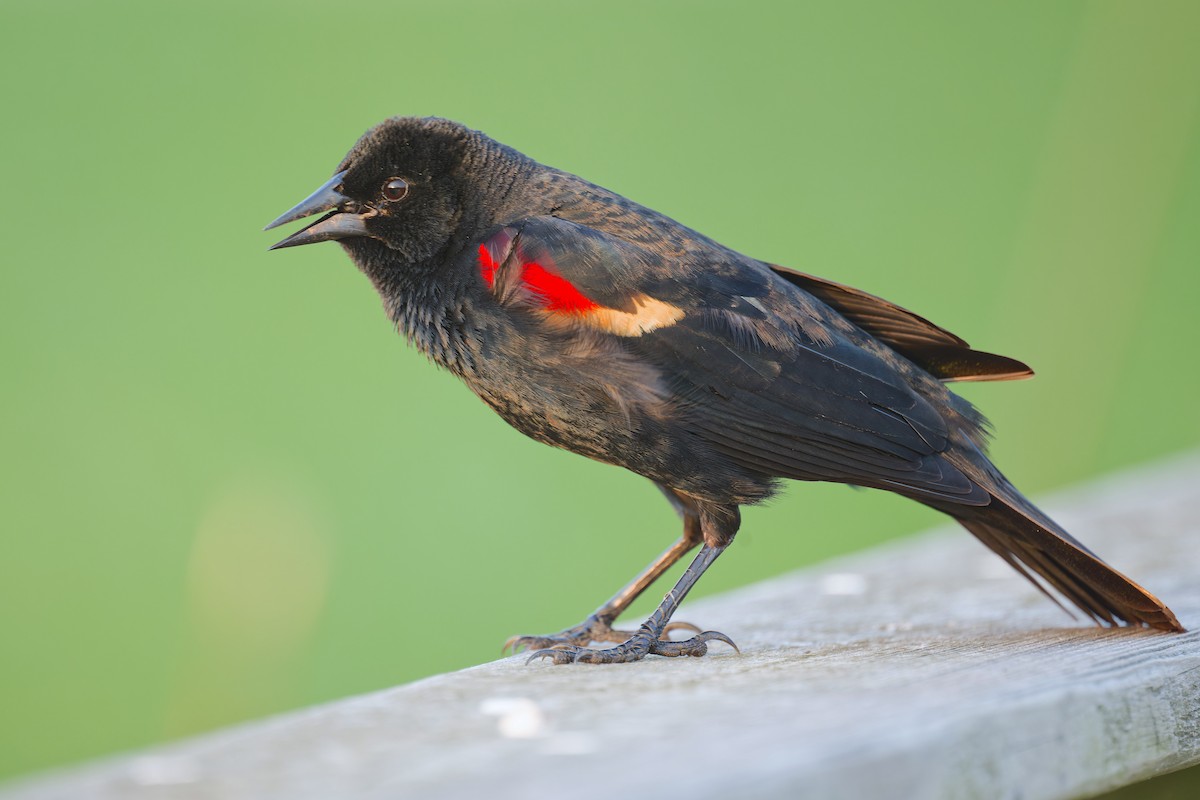 Red-winged Blackbird - ML618702330