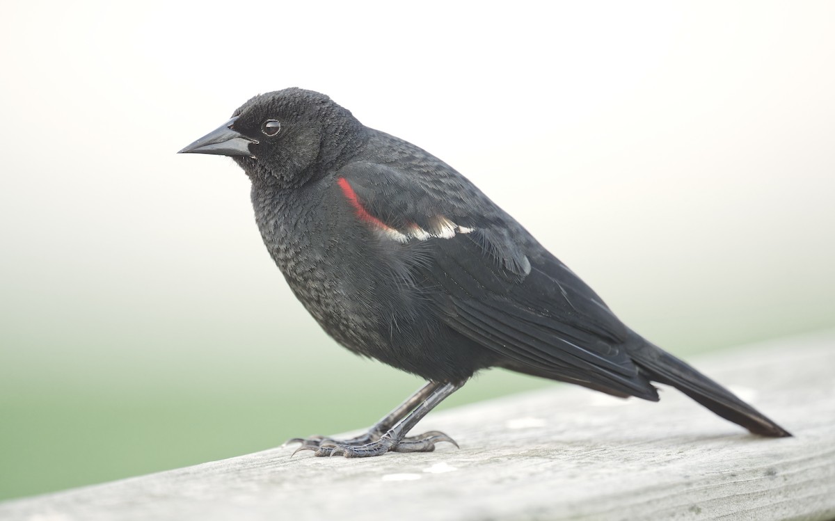 Red-winged Blackbird - ML618702331