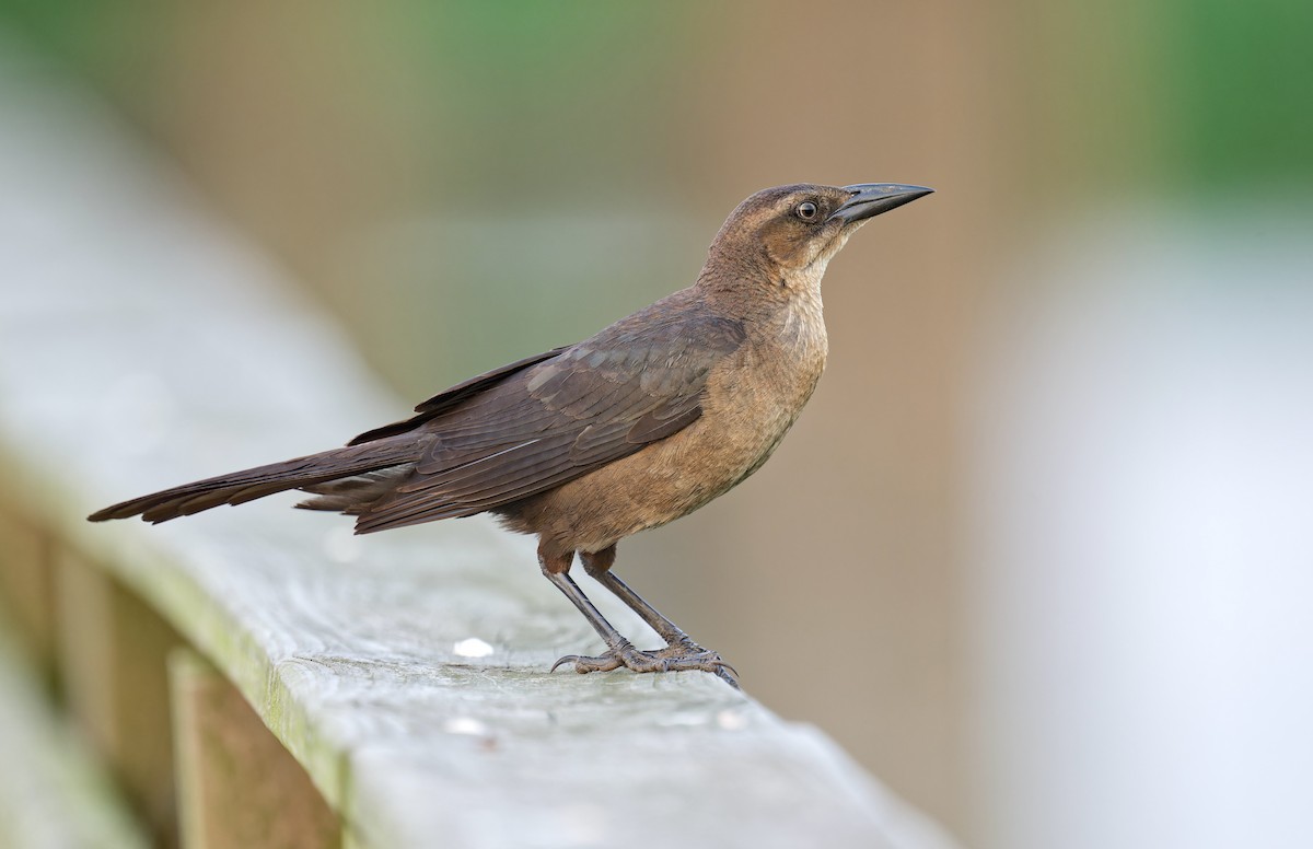 Boat-tailed Grackle - ML618702339