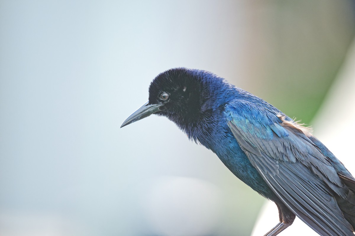 Boat-tailed Grackle - ML618702340