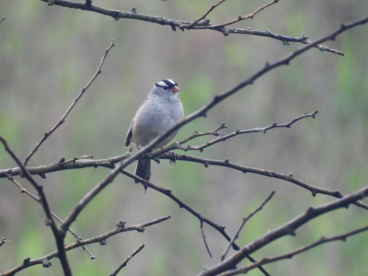 White-crowned Sparrow - ML618702347