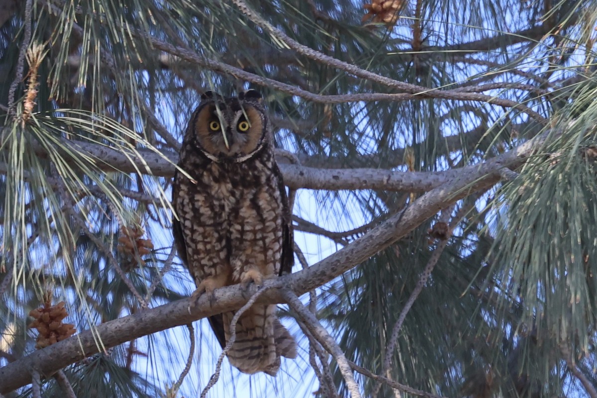 Long-eared Owl - Ann Stockert