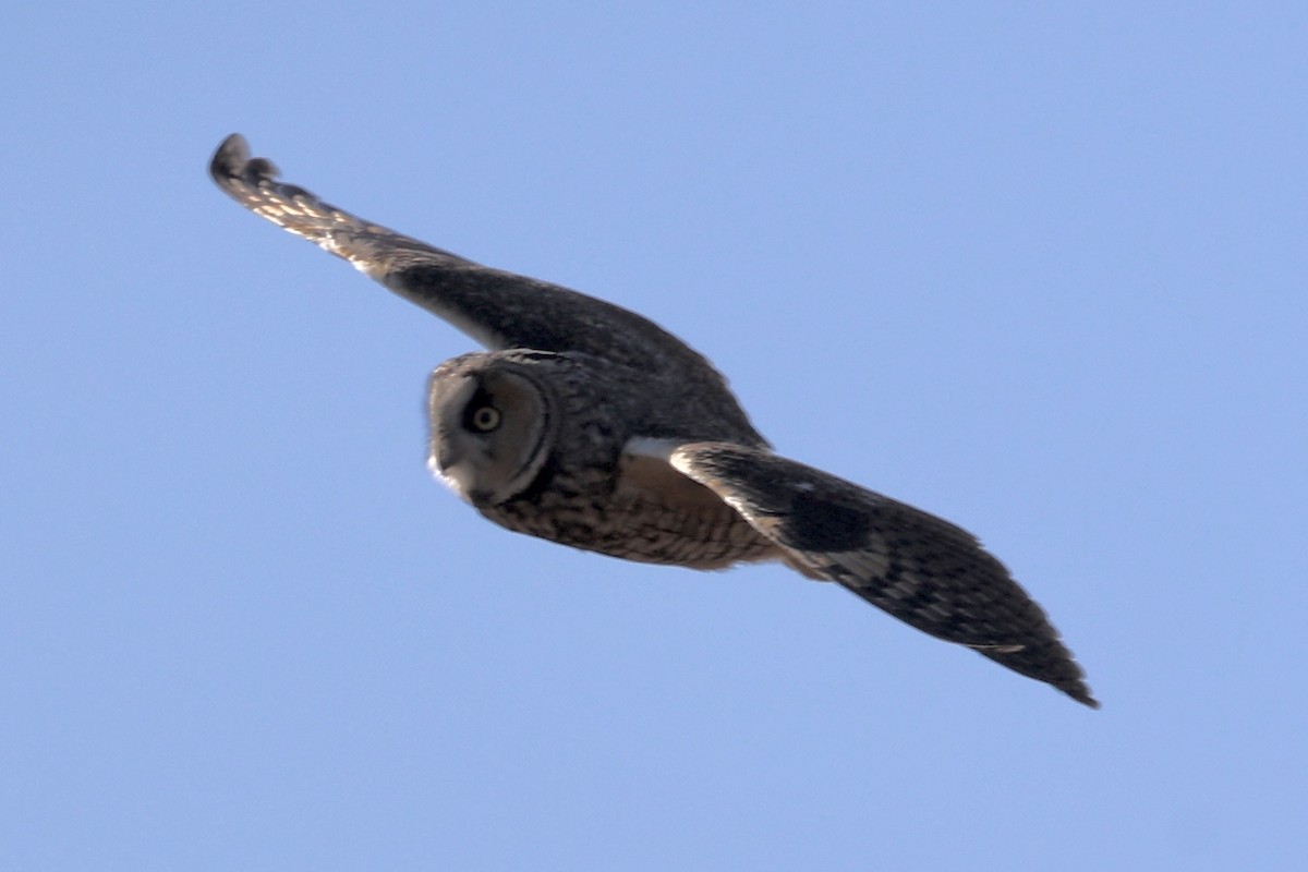 Long-eared Owl - ML618702390