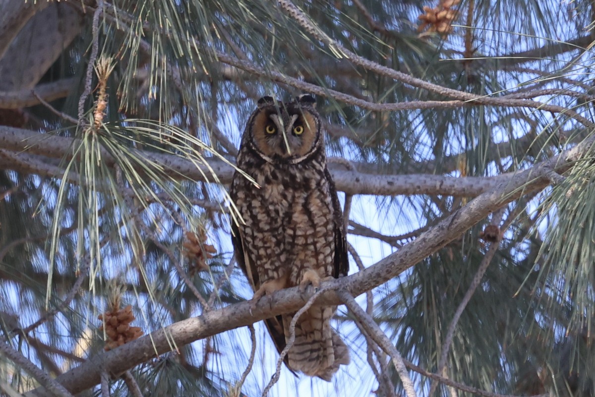 Long-eared Owl - ML618702391
