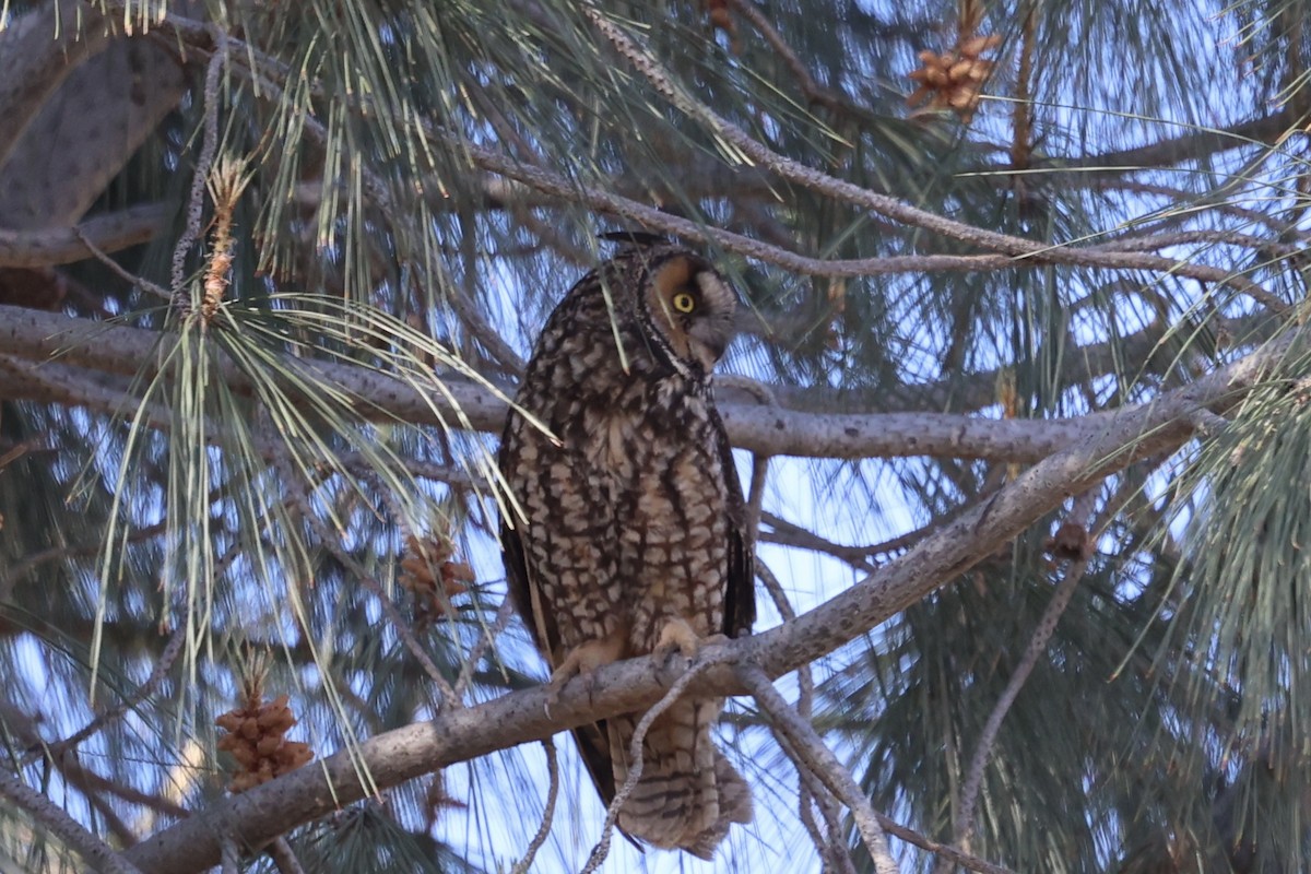 Long-eared Owl - ML618702392