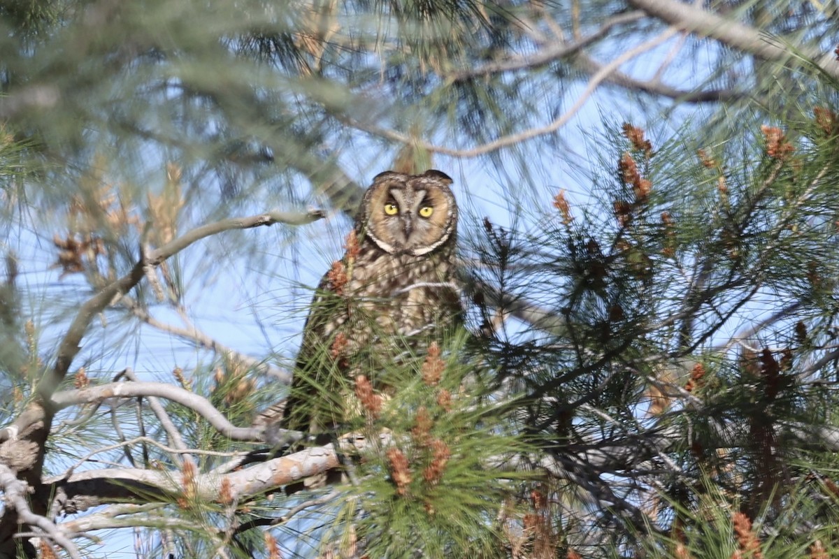 Long-eared Owl - ML618702393